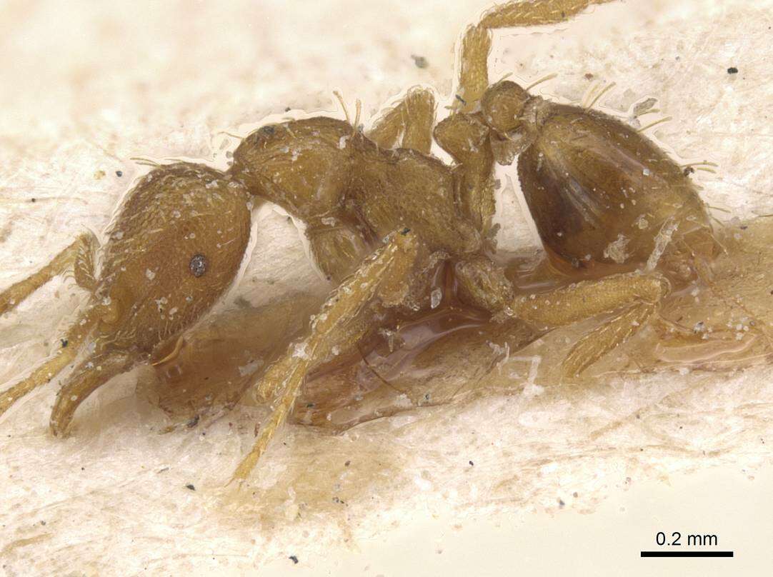Image of Strumigenys ludovici
