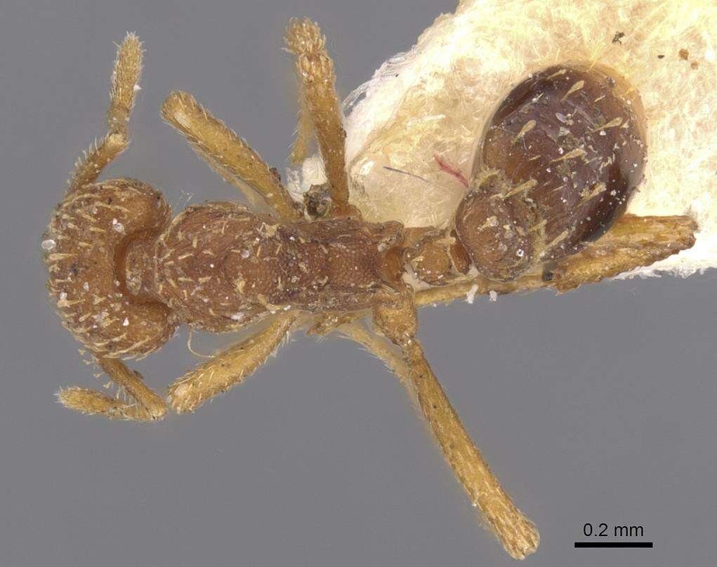 Image of Strumigenys ludovici