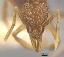 Image of Strumigenys ludovici