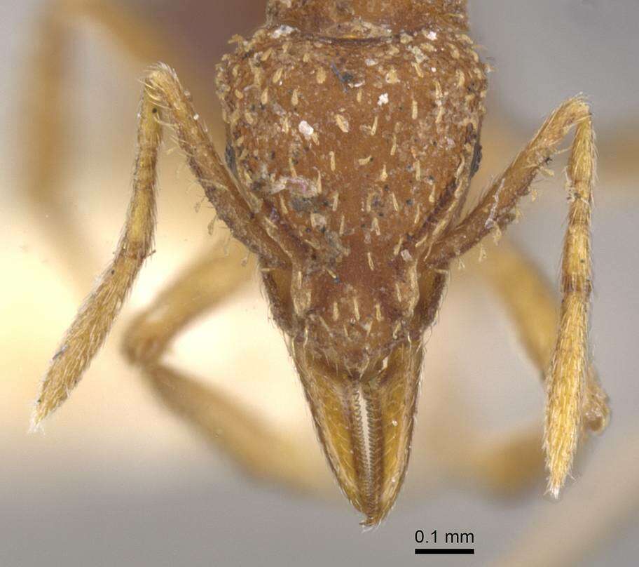 Image of Strumigenys ludovici
