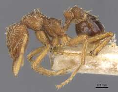 Image of Strumigenys ludovici