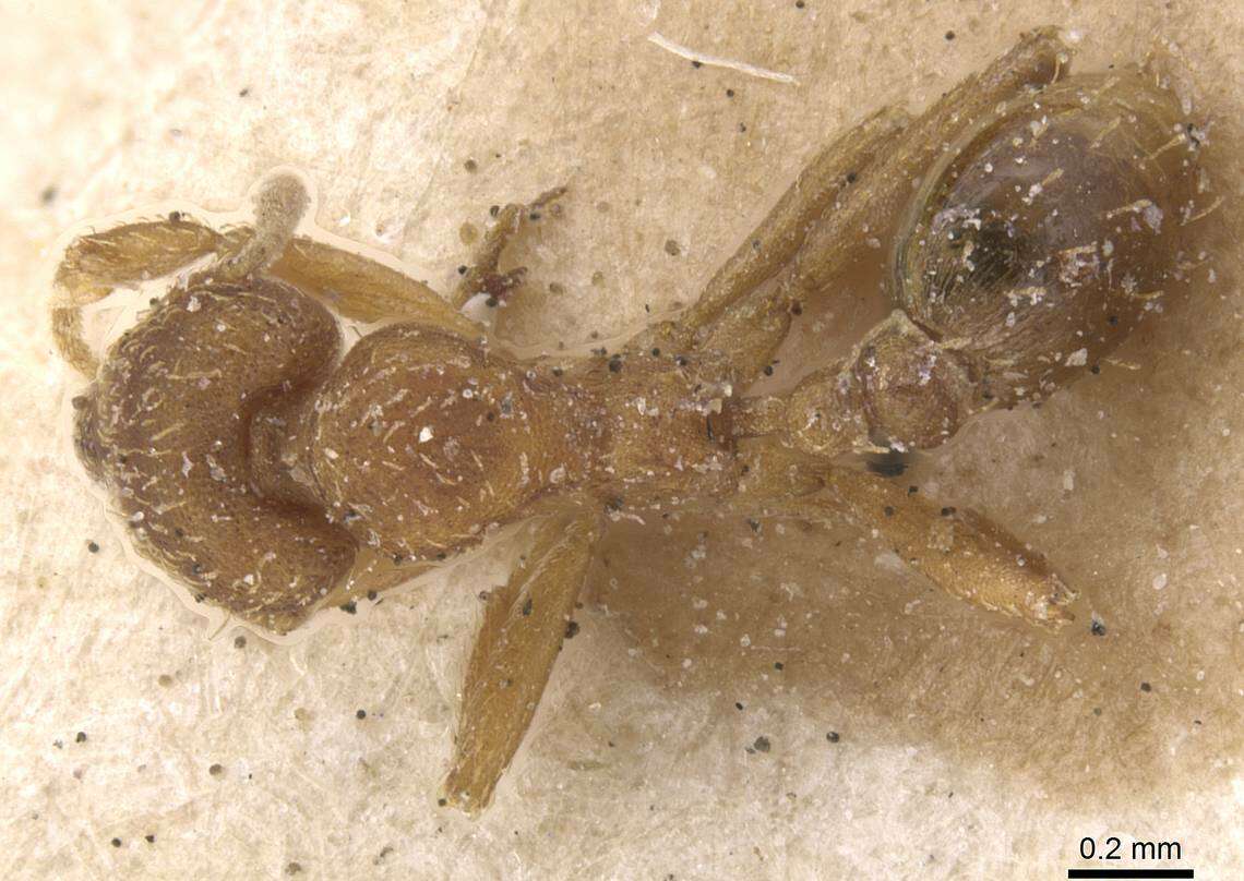 Image of Strumigenys lujae