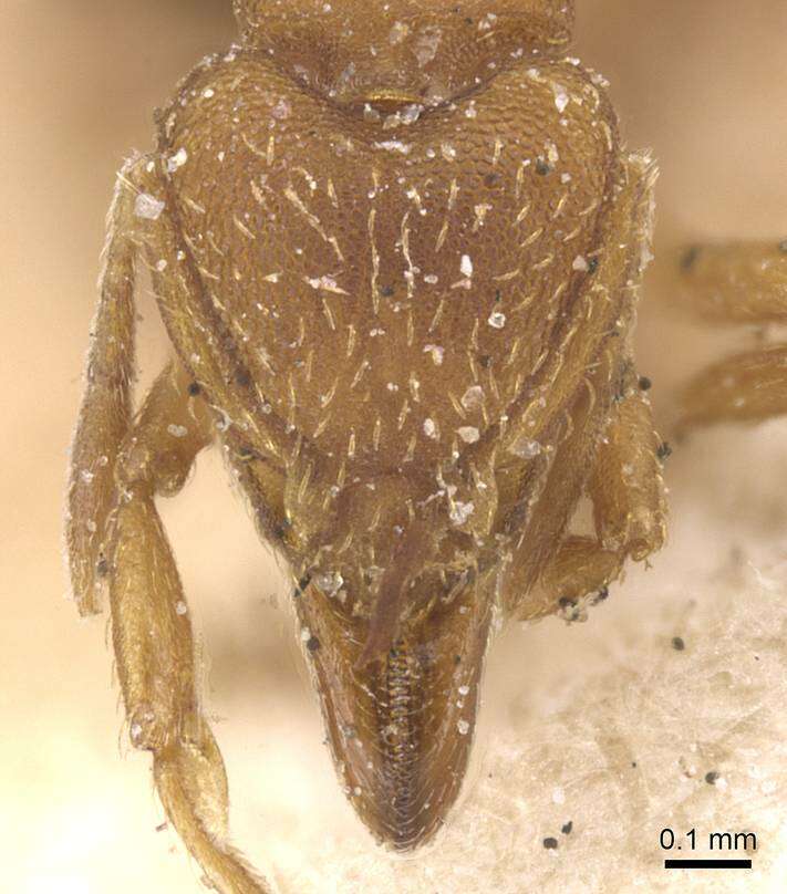 Image of Strumigenys lujae