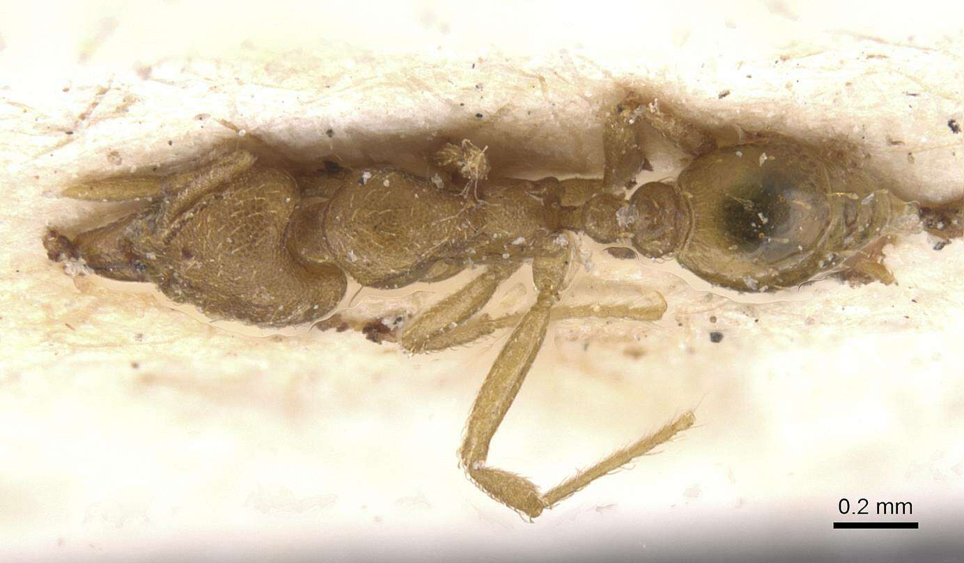 Image of Strumigenys lujae