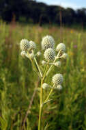 Imagem de Eryngium yuccifolium Michx.