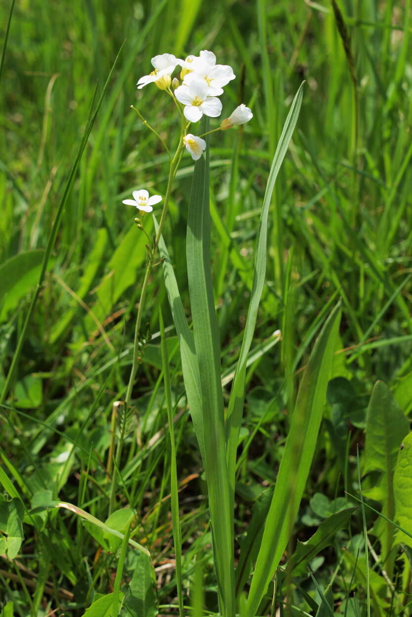 Image of cuckoo flower