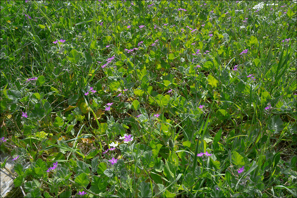 Imagem de Erodium malacoides (L.) L'Her.