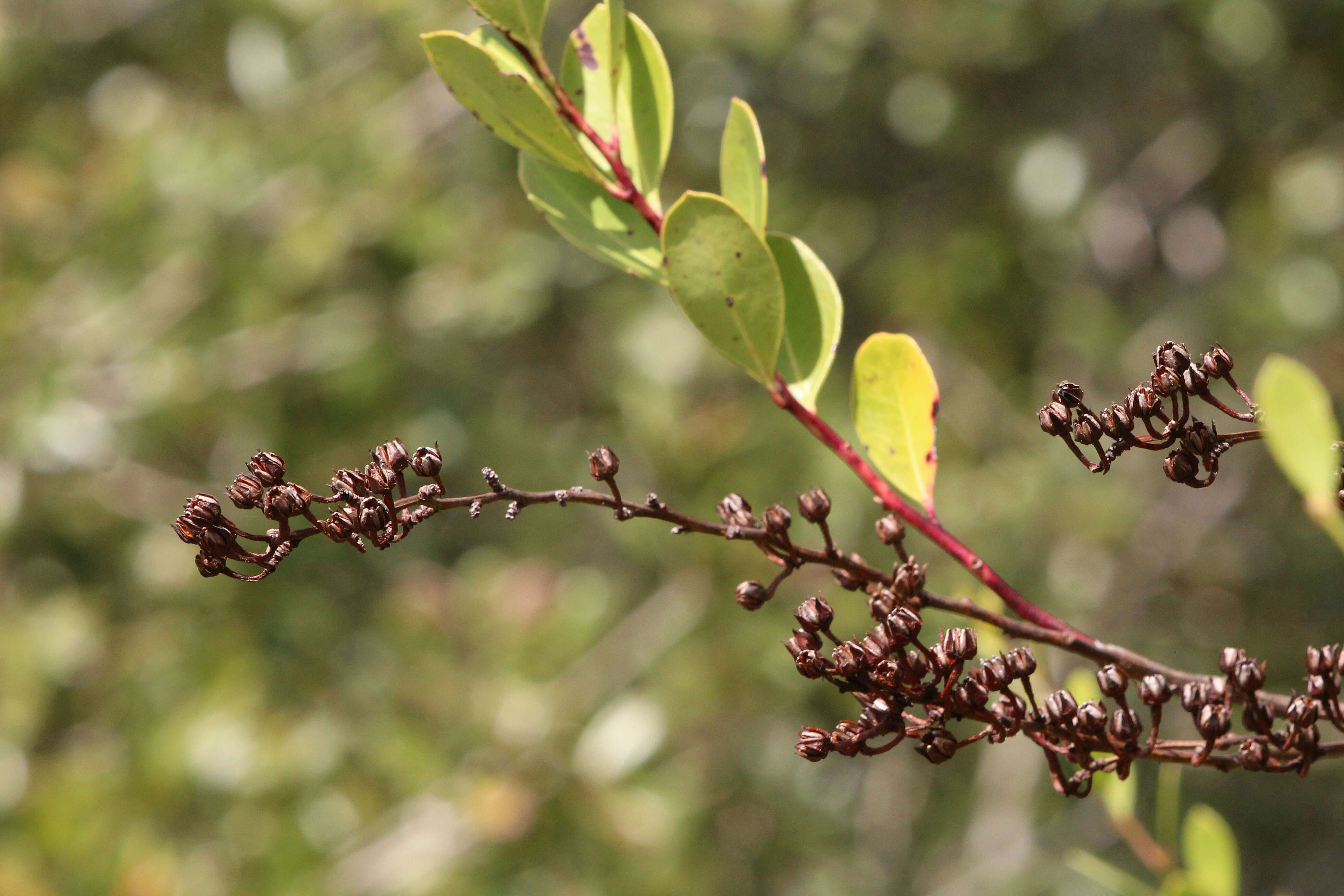 Lyonia lucida (Lam.) C. Koch resmi