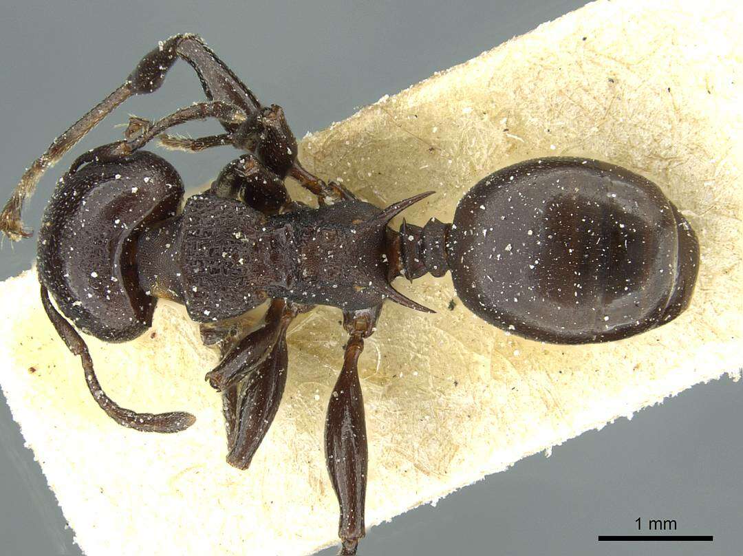 Image of Atopomyrmex mocquerysi Andre 1889
