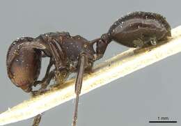 Image of Atopomyrmex mocquerysi Andre 1889