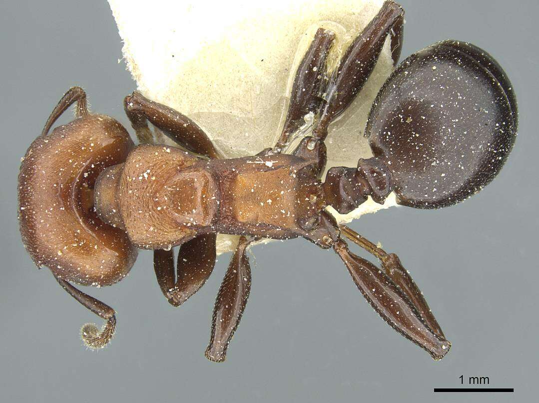 Image of Atopomyrmex mocquerysi Andre 1889