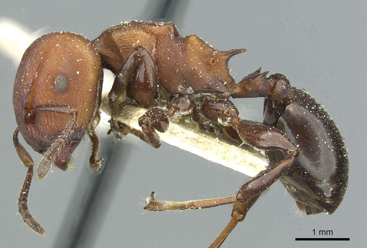 Image of Atopomyrmex mocquerysi Andre 1889