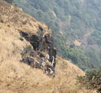 Image of Northern plains gray langur