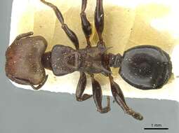 Image of Atopomyrmex mocquerysi Andre 1889