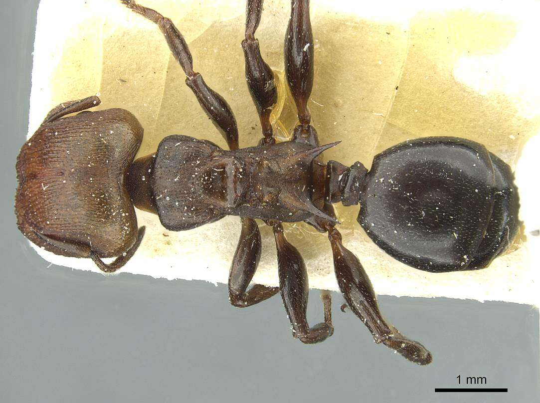 Image of Atopomyrmex mocquerysi Andre 1889