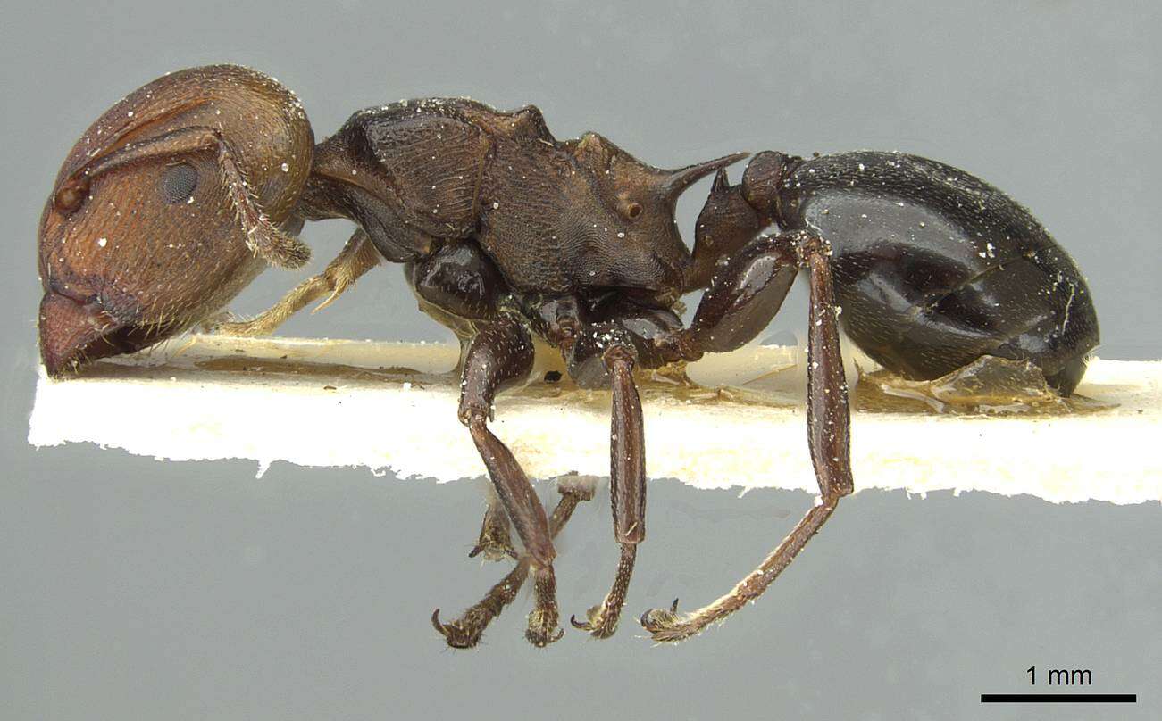 Image of Atopomyrmex mocquerysi Andre 1889