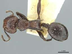 Image of Atopomyrmex mocquerysi Andre 1889