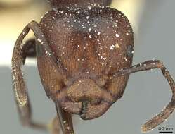 Image of Atopomyrmex mocquerysi Andre 1889