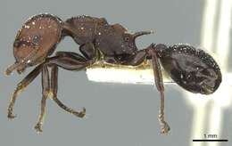 Image of Atopomyrmex mocquerysi Andre 1889