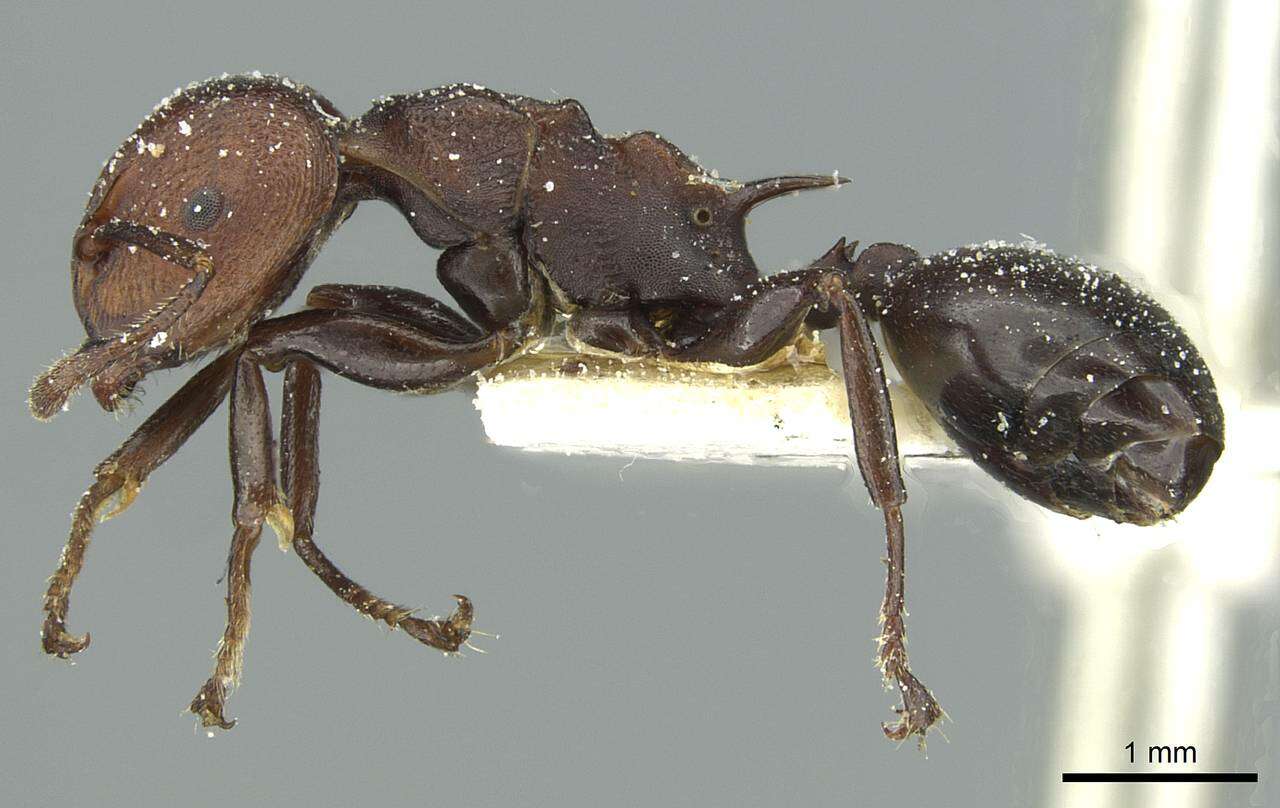 Image of Atopomyrmex mocquerysi Andre 1889