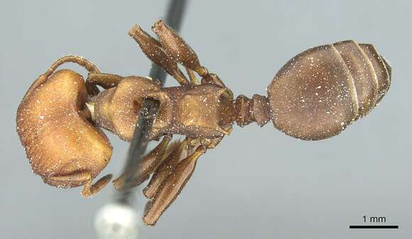 Image of Atopomyrmex mocquerysi Andre 1889