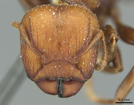 Image of Atopomyrmex mocquerysi Andre 1889