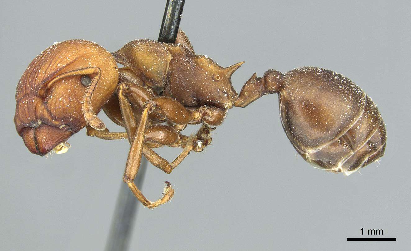 Image of Atopomyrmex mocquerysi Andre 1889