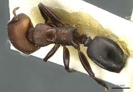 Image of Atopomyrmex mocquerysi Andre 1889