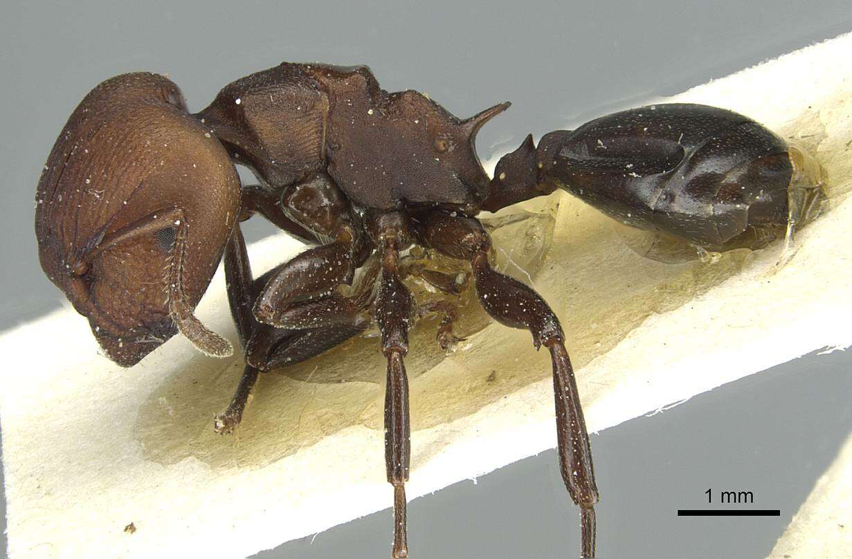 Image of Atopomyrmex mocquerysi Andre 1889