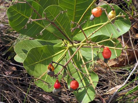 Image of Anacardium humile St.-Hil.