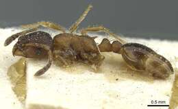 Image of Leptothorax