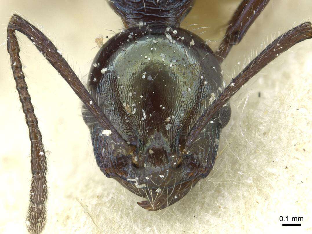 Image of <i>Temnothorax gundlachi</i>