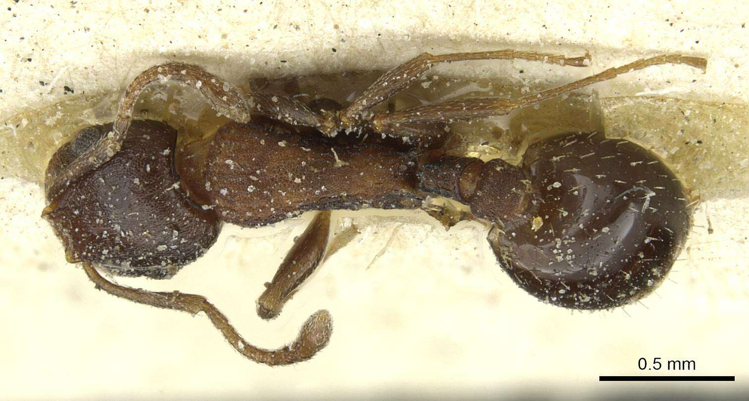 Image of Temnothorax atlantis