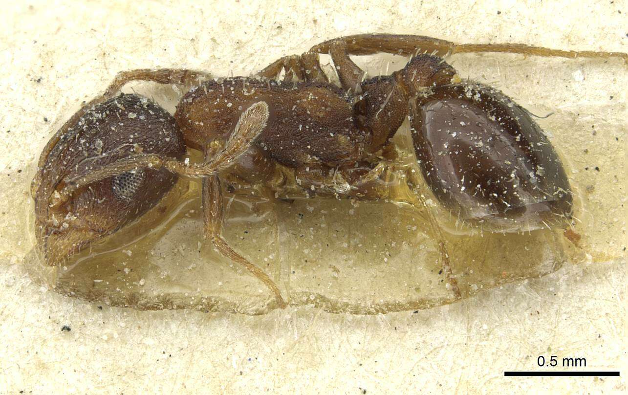 Image of Temnothorax atlantis