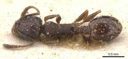 Image of Temnothorax atlantis