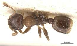 Image of Temnothorax atlantis