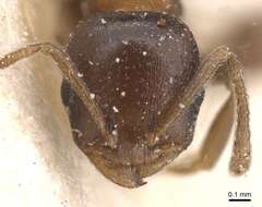 Image of Temnothorax atlantis