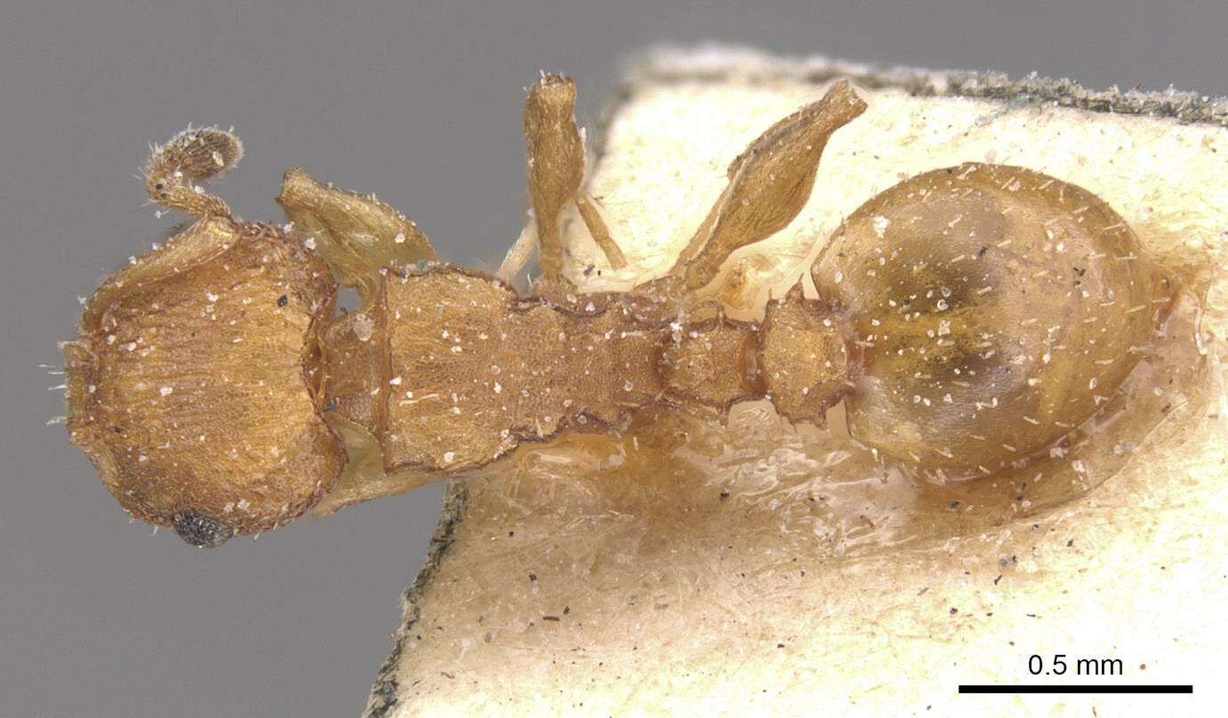 Image of Nesomyrmex argentinus