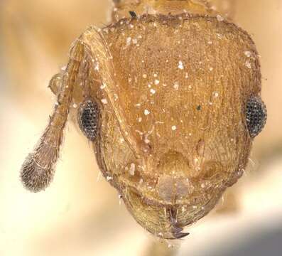 Image of Nesomyrmex argentinus