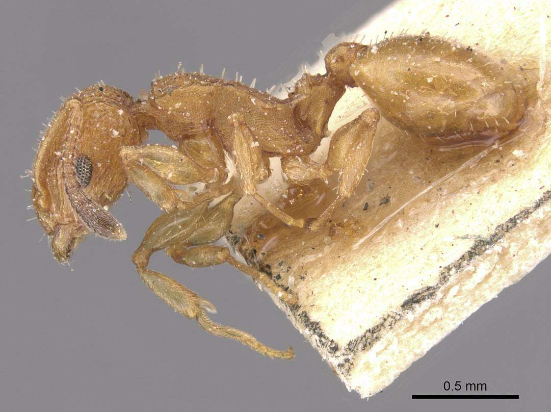 Image of Nesomyrmex argentinus