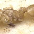 Image of Temnothorax auresianus