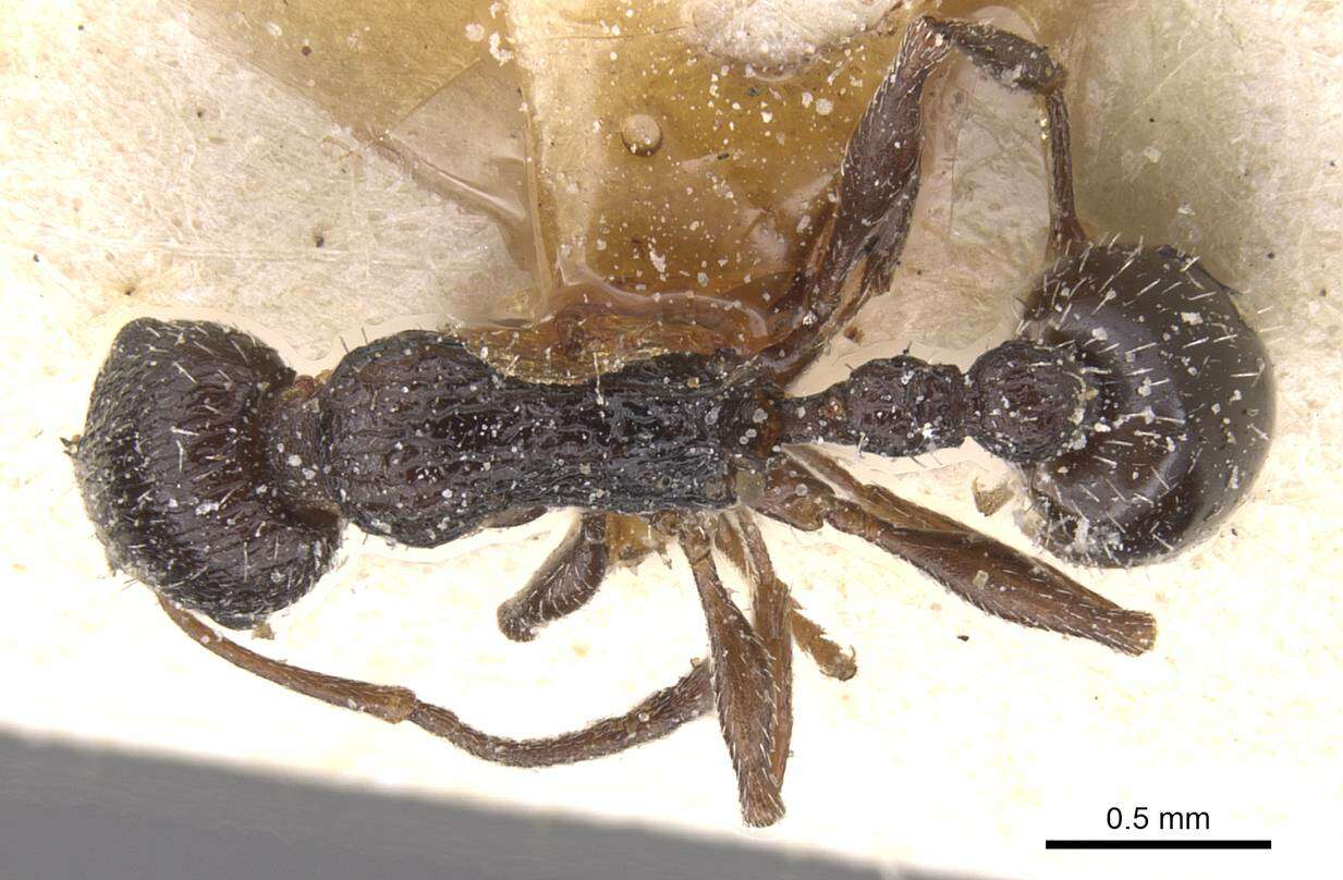 Image of Temnothorax tenuispinus