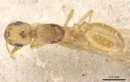 Image de Temnothorax canescens