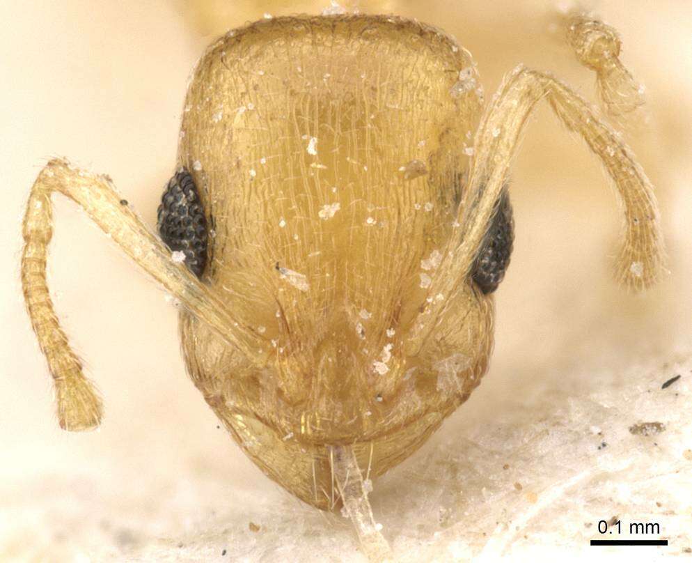 Image of Temnothorax canescens