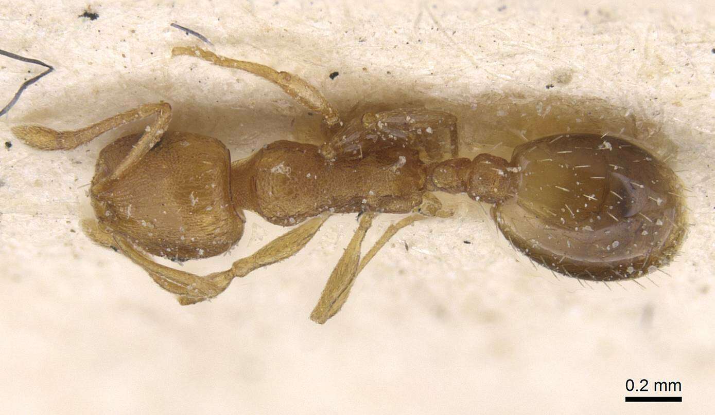 Image of Temnothorax curtulus