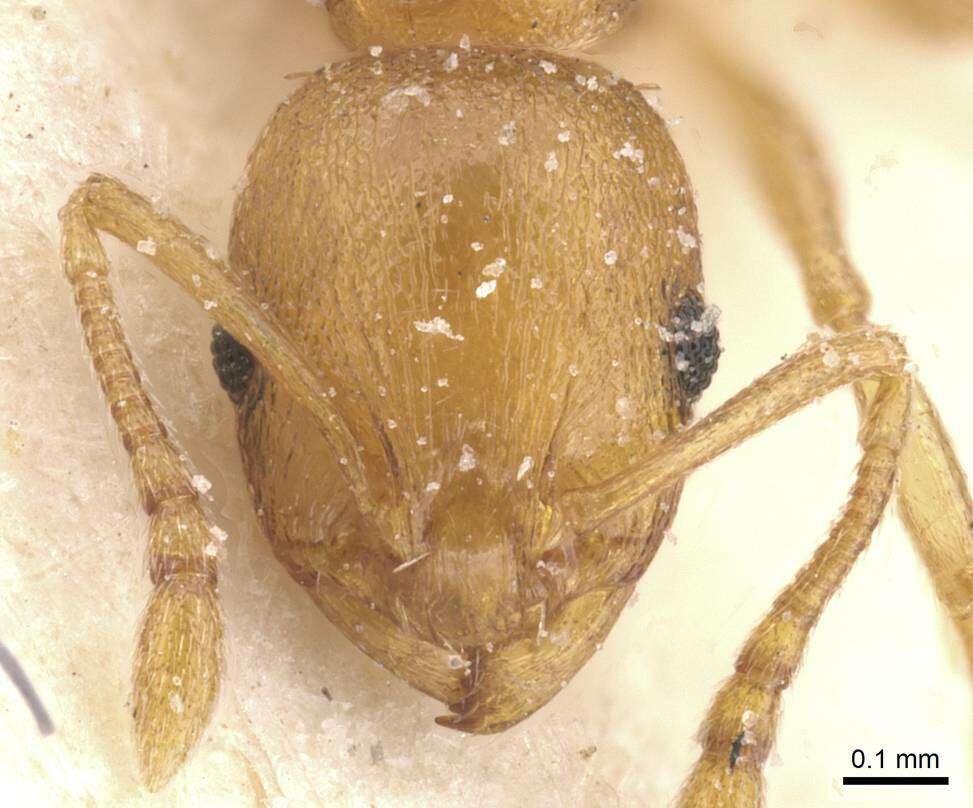 Image of Temnothorax curtulus