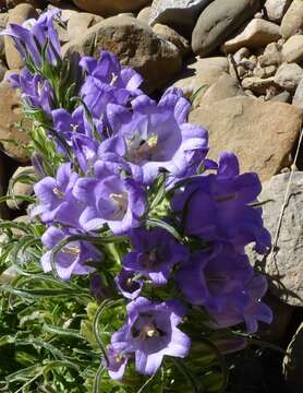 Image of Campanula speciosa Pourr.