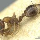 Image of Temnothorax obscurior