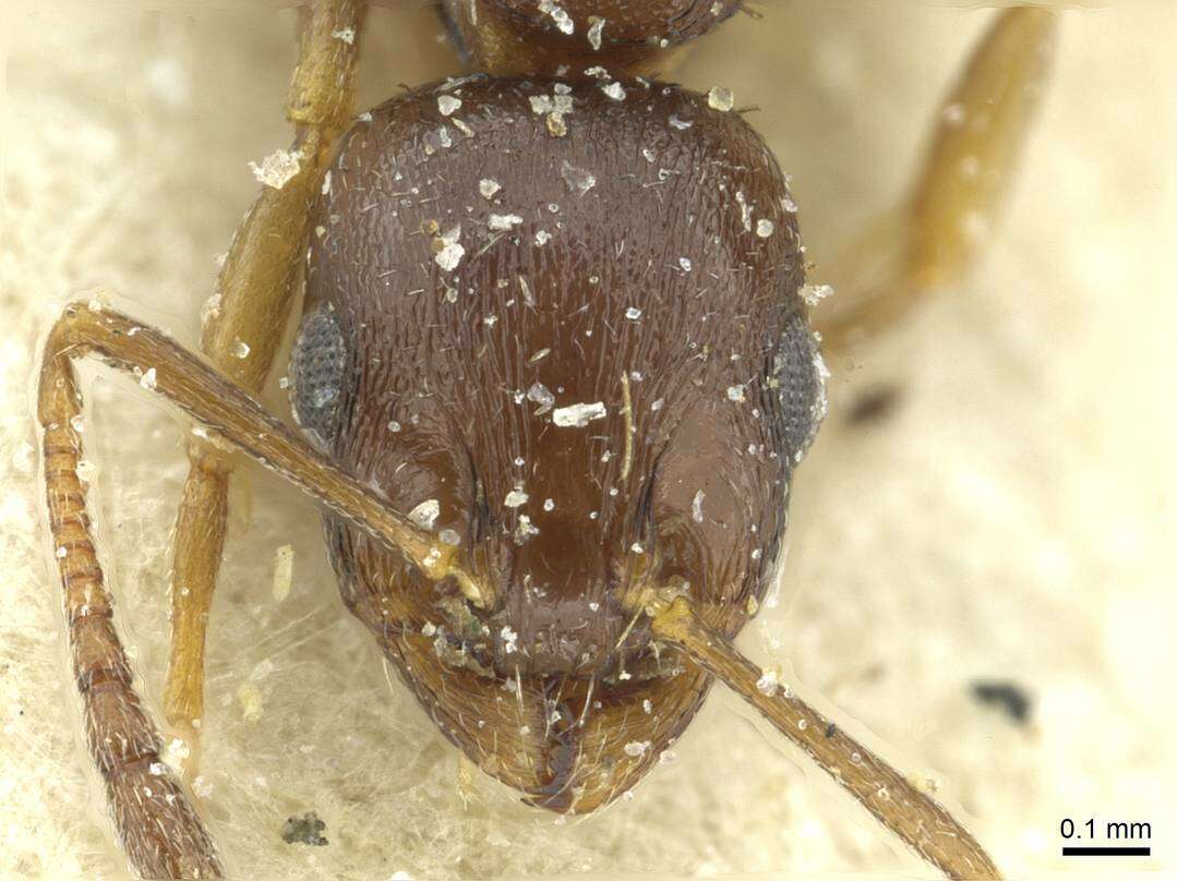 Image of <i>Temnothorax exilis</i>