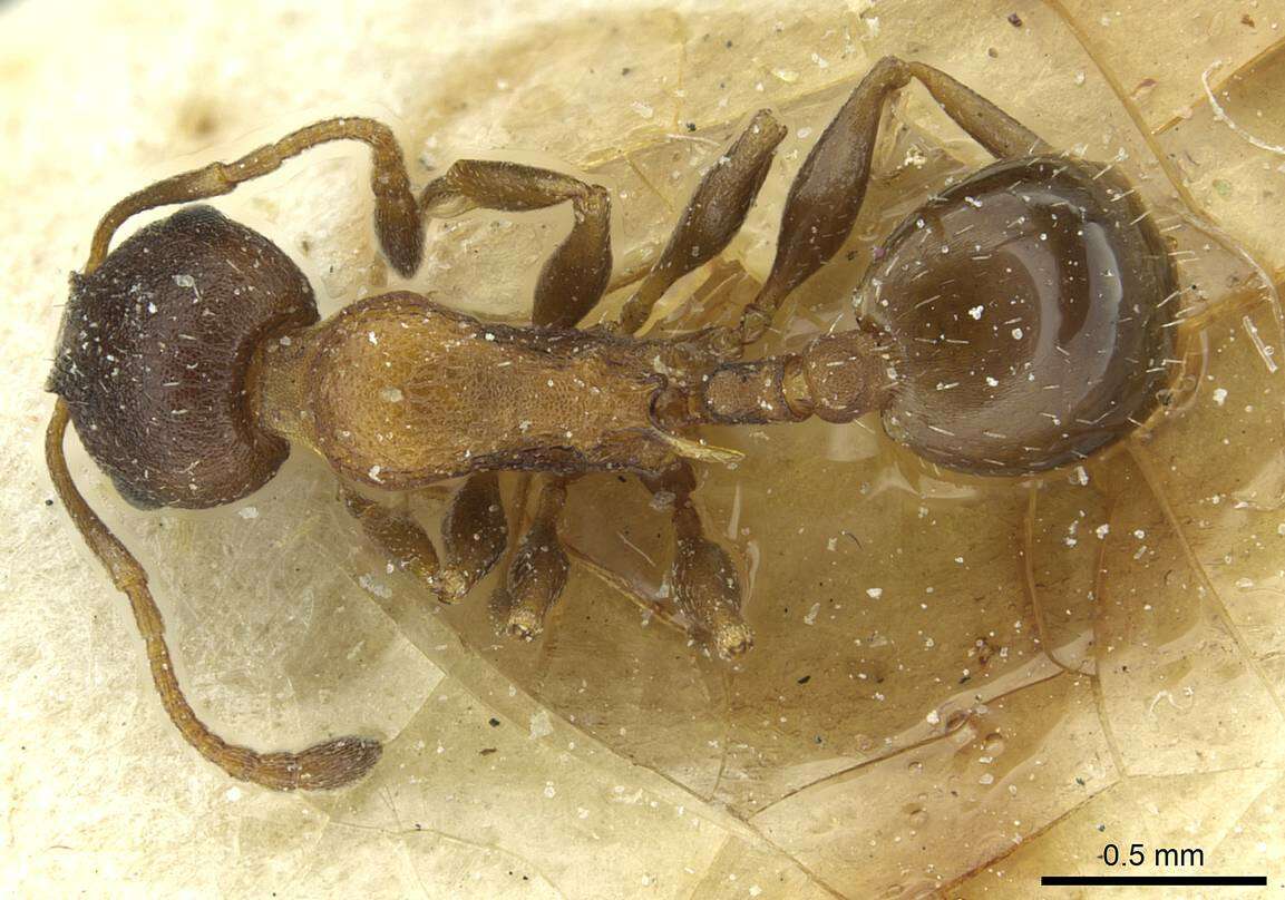 Image of Temnothorax santschii